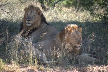 Kenya bozkırında bir aslan