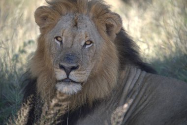 Aslan ulusal parkta, Afrika, Kenya