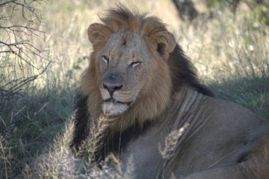 Kenya savanındaki aslan