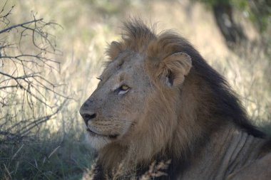 Kenya savanındaki aslan