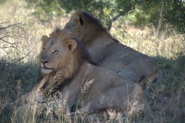 Afrika savanındaki aslan.