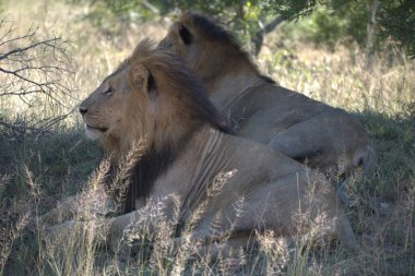 Kenya savanındaki aslan