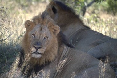 Erkek aslan, panthera leo, erkek dişi, yetişkin, aslan, panthera leo, erkek