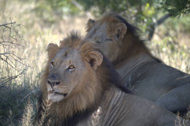 Güney Afrika 'daki Kruger Ulusal Parkı' nda çimlerin üzerinde dinlenen aslan yavrusu.
