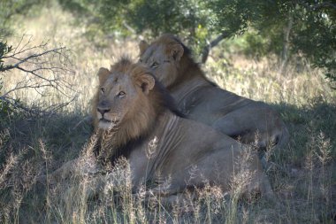 Aslanlar vahşi doğada