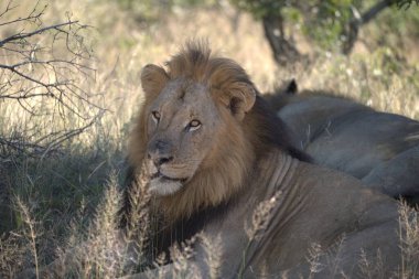 Kenya savanındaki aslan