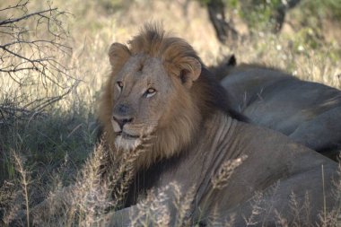 Güney Afrika 'daki Kruger Ulusal Parkı' nda aslan var.