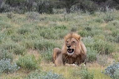 Aslan ın kruger national park, Güney Afrika