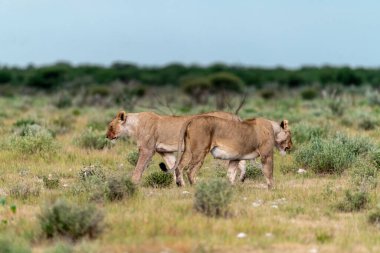 savana vahşi hayvanlar