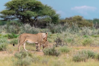 Namibya 'daki genç aslan