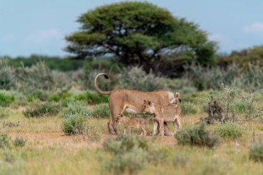 Vahşi hayvanlar, seçici odaklanma