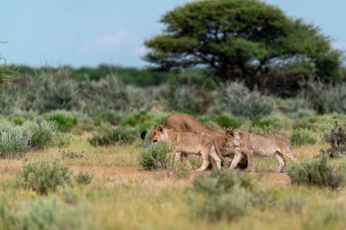 Namibya çölündeki aslan