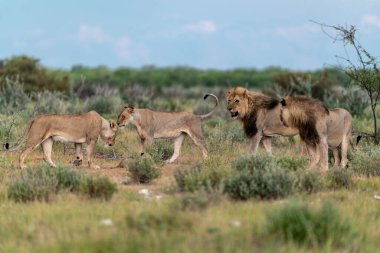 Etoşa namibya savanındaki Afrika aslanı.