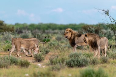 Etoşa Ulusal Parkı, Namibya 'da bir grup aslan. Afrika