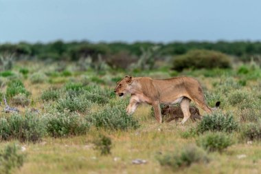 Savanadaki aslan ve buzağı