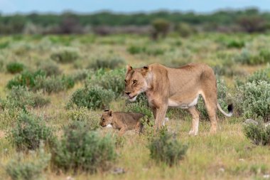 Savanada yürüyen aslan yavrusu.