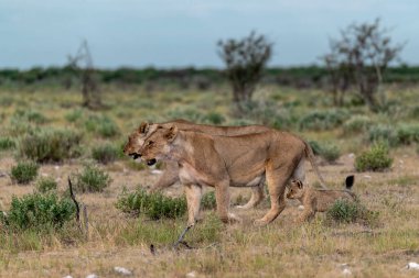Aslan yavrusu kuru çimenlerde yürüyor..