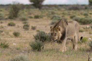 Afrika bozkırında vahşi bir aslan