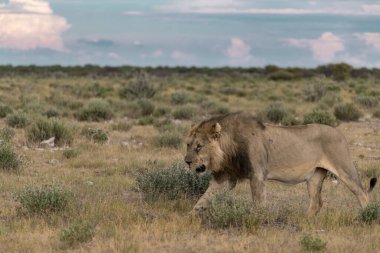Bir erkek aslan yazın çölde yürür.