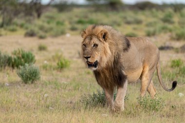 Aslan (panthera leo) erkek otların üzerinde yürüyor
