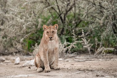 Güney Afrika 'daki Kruger Ulusal Parkı' nda aslan var.