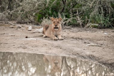 Güney Afrika 'daki Kruger Ulusal Parkı' nda aslan var.