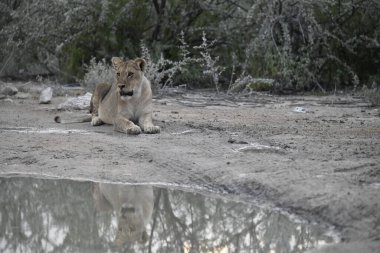 Kenya bozkırında bir erkek aslan.