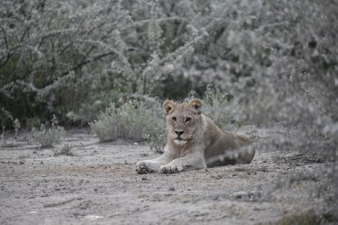Afrika vahşi aslanı (panthera leo ).
