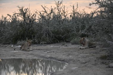 Afrika savanındaki aslan.