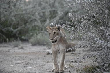 Ormandaki beyaz kurt
