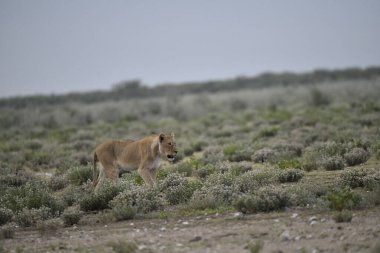 Kenya savanındaki aslan