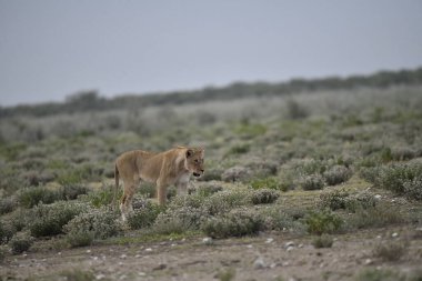 Etoşa Ulusal Parkı, Namibya, Afrika 'da vahşi bir aslan.