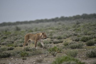 Çöldeki kuru bir çalılıkta genç erkek aslanlar. Namibya. Afrika.