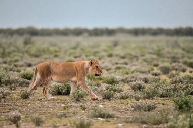 Afrika savanındaki aslan.
