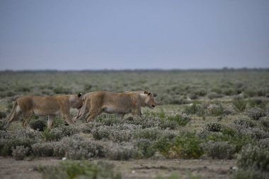 Savanadaki bir grup vahşi hayvan.