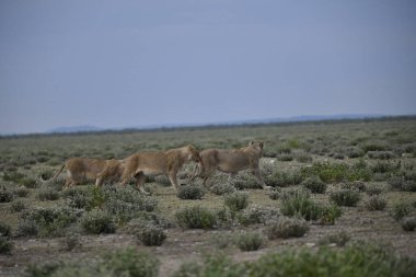 Savanadaki vahşi aslan