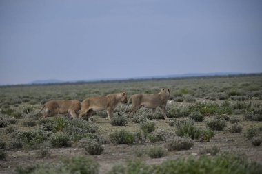 Çayır üzerinde Vahşi atlar