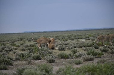 Namibya 'daki vahşi aslanlar