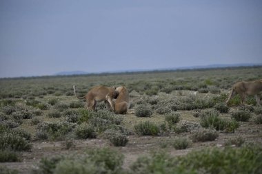 Beyaz atlı şirin bir filin yakın plan fotoğrafı.