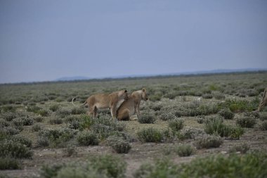 Etoşa Ulusal Park Namibya 'sında aslan