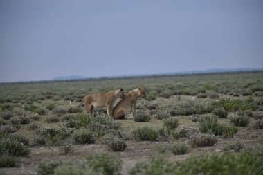 Yazın çölde vahşi atlar.
