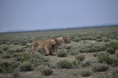 Kenya savanındaki aslan