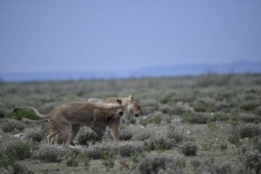 Vahşi genç aslan yavrusu