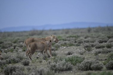 Savanadaki bir grup aslan.