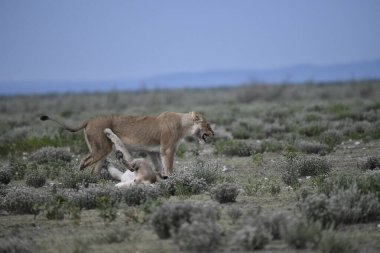 Vahşi doğanın ortasında, Kenya savanında aslan yavrusu.