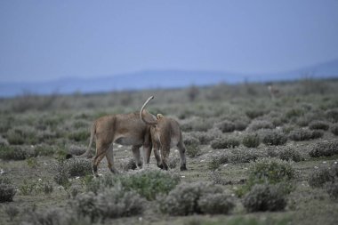Vahşi antilop Afrika savanası