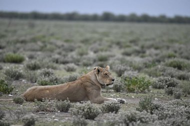 Namibya bozkırında bir aslan