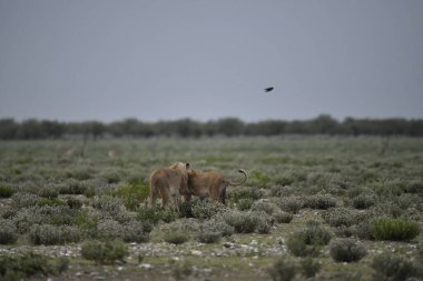 Genç yaban domuzu sabah ormanda