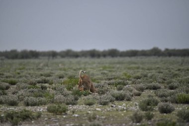 Namibya 'daki Etoşa safarisinde kızıl tilki
