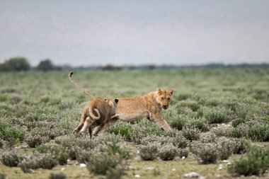 Afrika savanındaki aslan yavrusu